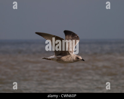 Goéland juvénile en vol, Larus argentatus, UK Banque D'Images