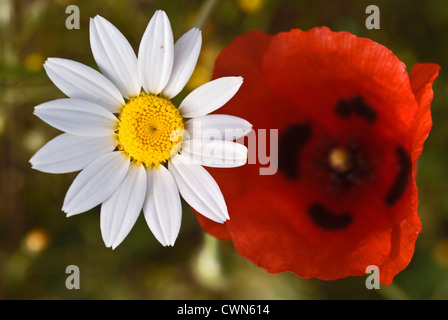 Libre de la grande camomille et fleurir ladybird (Papaver commutatum) Banque D'Images