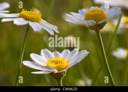 De la grande camomille Gros plan sur une prairie au printemps Banque D'Images