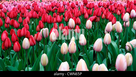 Tulipa Tulipa impression impression du saumon rouge darwin rose pâle hybride fleur fleurs printemps tulipes fleur lit mixte Banque D'Images