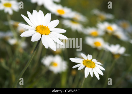 De la grande camomille Gros plan sur une prairie au printemps Banque D'Images