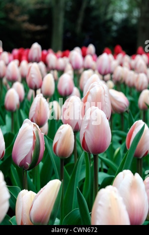 Tulipa hybride Darwin impression saumon rose et fleurs de jardin de fleurs de printemps tulipes fleur double couleur couleur Banque D'Images