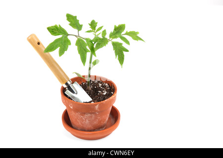 Les jeunes semis de tomates dans un pot en argile avec une truelle de jardin. Banque D'Images