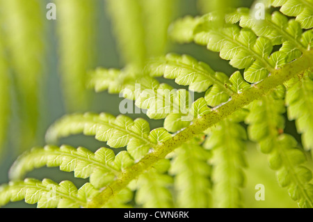 Dicksonia antartica, Fougère, fougère arborescente Banque D'Images