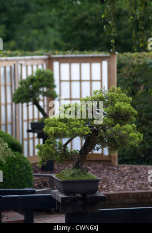 Juniperus sinensis 'San Jose', Bonsai, genévrier de Chine Banque D'Images