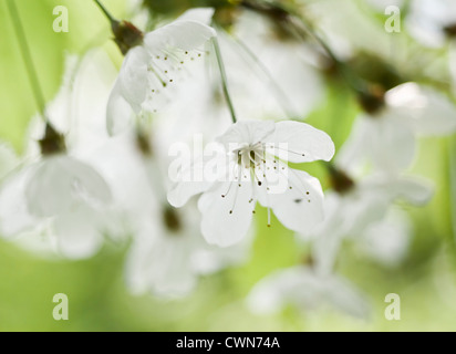 Prunus avium, cerisier, merisier Banque D'Images