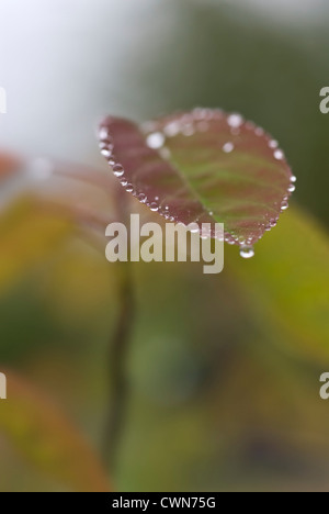 L'Amelanchier lamarckii, Snowy mespilus Banque D'Images