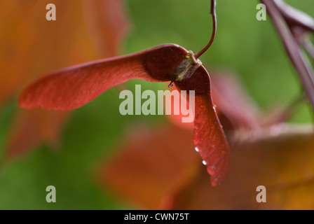 Acer platanoides 'Crimson King', l'Érable, l'érable rouge Banque D'Images