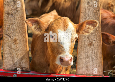 Une croix dans un veau Ayrshire farm paddock. Banque D'Images