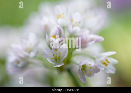 L'allium neapolitanum, Allium Banque D'Images