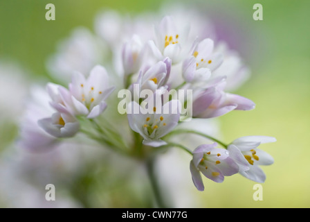 L'ail Allium neapolitanum, Naples, Close up de fleur blanche sur la tête d'oignon d'ornement. Banque D'Images