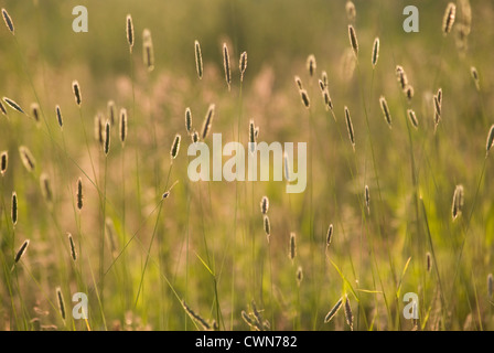 Grass Banque D'Images