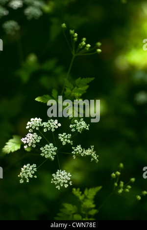 Anthriscus sylvestris, cow parsley Banque D'Images