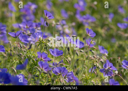 Geranium pratense, géranium sanguin pré Banque D'Images