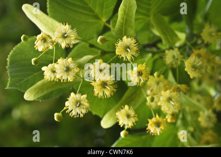 Tilia europea, Tilleul, tilleul avec des fleurs jaunes entre les feuilles vertes. Banque D'Images