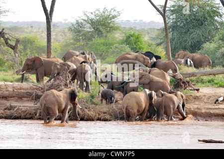 Troupeau d'Éléphants traversant le fleuve Ewaso Ngiro Banque D'Images