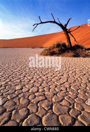 Acaia erioloba, Camel thorn, arbre mort à côté des dunes de sable rouge et sec dans l'argile de la terre craquelée Deadvlei pan en Namibie, Sossussvlei. Banque D'Images