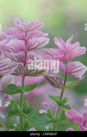 Salvia viridis 'Pink Dimanche, sauge, sauge sclarée Banque D'Images