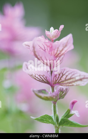 Salvia viridis 'Pink Dimanche, sauge, sauge sclarée Banque D'Images