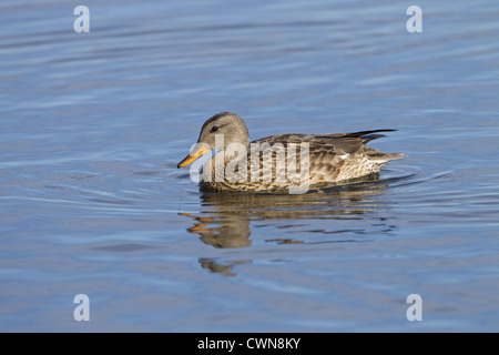 Le Canard chipeau Anas strepera à réserve naturelle le CLAJ North Norfolk Banque D'Images