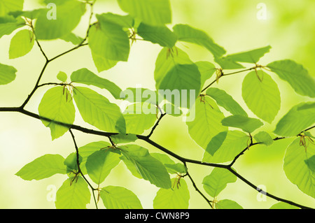 Fagus sylvatica, hêtre Banque D'Images