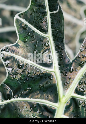 Alocasia amazonica, masque africain Banque D'Images