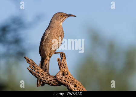 Thrasher à bec courbe, Toxostoma curvirostre, sur le Cane Cholla, dans le désert de Sonoran, dans le sud de l'Arizona. Banque D'Images