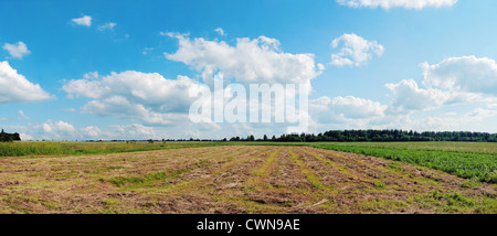 Lignes d'une vue oblique de l'herbe. Banque D'Images