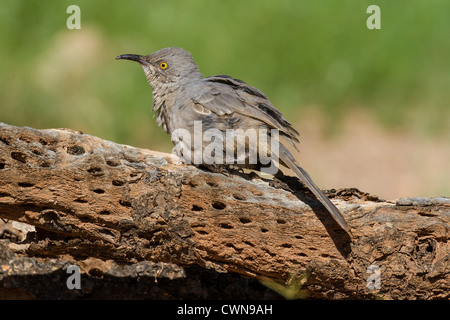 Thrasher à bec courbe, Toxostoma curvirostre, sur le Cane Cholla, dans le désert de Sonoran, dans le sud de l'Arizona. Banque D'Images