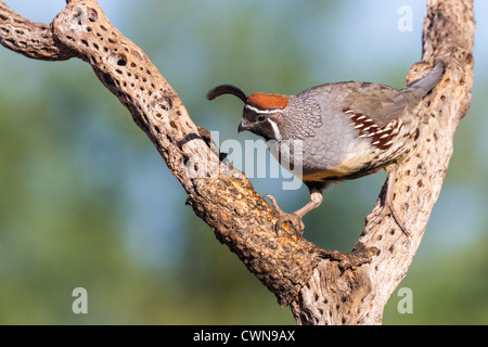 Gambel's Quail, Callipepla gambelii, perchée sur la Cane Cholla dans le désert de Sonoran, dans le sud de l'Arizona. Banque D'Images