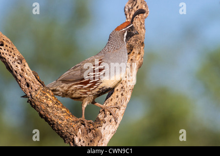 Gambel's Quail, Callipepla gambelii, perchée sur la Cane Cholla dans le désert de Sonoran, dans le sud de l'Arizona. Banque D'Images