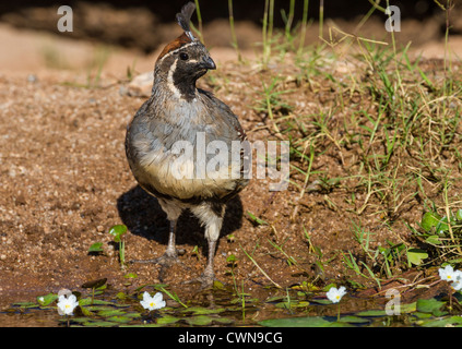 Gambel's Quail, Callipepla gambelii, dans le désert de Sonoran, dans le sud de l'Arizona. Banque D'Images