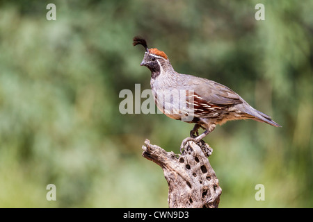 Gambel's Quail, Callipepla gambelii, perchée sur la Cane Cholla dans le désert de Sonoran, dans le sud de l'Arizona. Banque D'Images