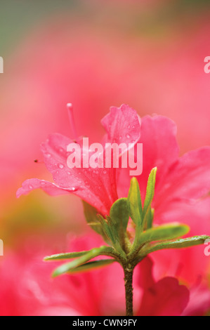 Rhododendron, Azalea Banque D'Images