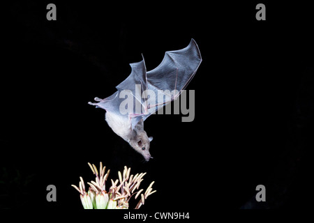 La chauve-souris à nez long, Leptonycteris yerbabuenae, en voie de disparition, se nourrissant de nectar la nuit, en Arizona. Banque D'Images