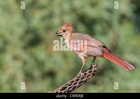 Jeune Cardinal du Nord, Cardinalis cardinalis, sur la Cane Cholla dans le désert de Sonoran, dans le sud de l'Arizona. Banque D'Images