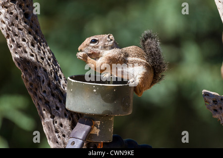 Écureuil à queue ronde, Xerospermophilus tereticaudus, mangeoire à oiseaux raude dans le désert de Sonoran, dans le sud de l'Arizona. Banque D'Images