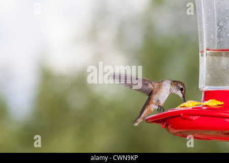 Colibri roux, Selasphorus rufus, se nourrissant au mangeoire à colibris dans le désert de Sonoran, dans le sud de l'Arizona. Banque D'Images