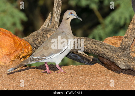 La colombe à ailes blanches, Zenaida asiatica, sur le cactus Cane Cholla dans le désert de Sonoran, dans le sud de l'Arizona. Banque D'Images