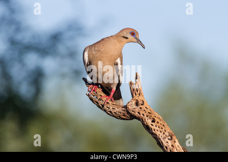 La colombe à ailes blanches, Zenaida asiatica, sur le cactus Cane Cholla dans le désert de Sonoran, dans le sud de l'Arizona. Banque D'Images