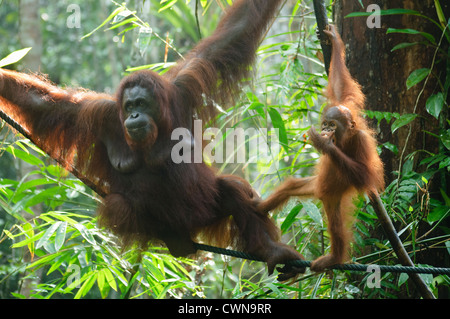 La mère et l'orang-outan (Pongo pygmaeus abelii)/Pongo au Sarawak, Bornéo, Malaisie Banque D'Images