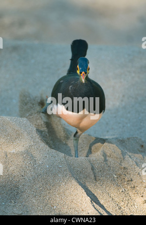 San Martino in Strada (Macrocephalon livraga) oiseau endémique de Megapode Sulawesi, Indonésie, creuse nest-trou dans le sable chaud, en voie de disparition Banque D'Images