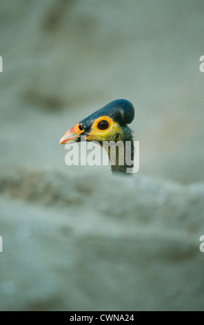 San Martino in Strada (Macrocephalon livraga) oiseau endémique de Megapode Sulawesi, Indonésie, couve les œufs dans le sable chaud de disparition Banque D'Images