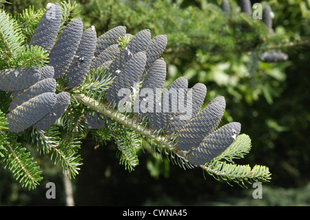 Korean Sapin Abies koreana (Pinaceae) Banque D'Images