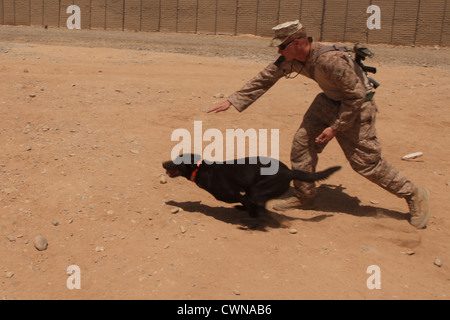 US Marine chien signale son chien à scout de l'imitation des explosifs à base d'Geronimo dans la province de Helmand, 16 août 2012 en Afghanistan. Les gestionnaires de la formation effectuée à aiguiser les compétences de leurs chiens pour localiser les engins explosifs sur le champ de bataille. Banque D'Images