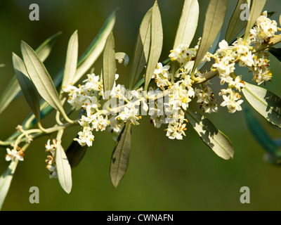 Arbre généalogique olive fleurs au printemps Banque D'Images