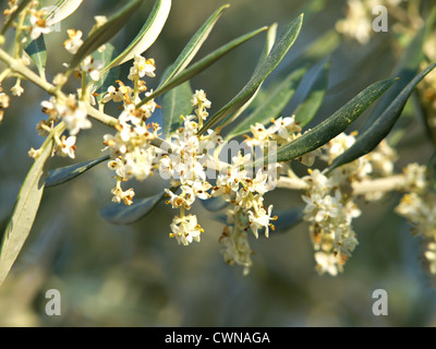 Arbre généalogique olive fleurs au printemps Banque D'Images