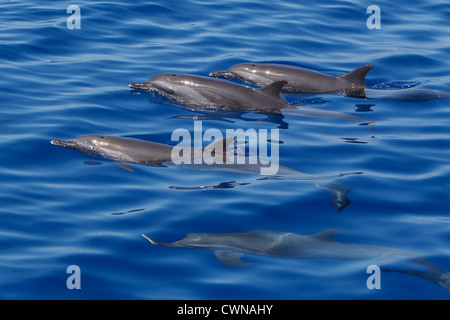 Les Dauphins tachetés pantropicaux, Stenella attenuata, Schlankdelfine, Maldives, groupe surfacing Banque D'Images