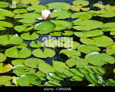 Nénuphar et feuilles vertes dans le lac Banque D'Images