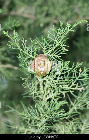 Cyprès Cupressus sempervirens (Cupressaceae) Banque D'Images